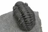 Phacopid (Adrisiops) Trilobite - Jbel Oudriss, Morocco #243895-4